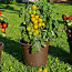 Карликовая горшечная рассада томатов, для выращивания на подоконнике, террасе (фото #3)