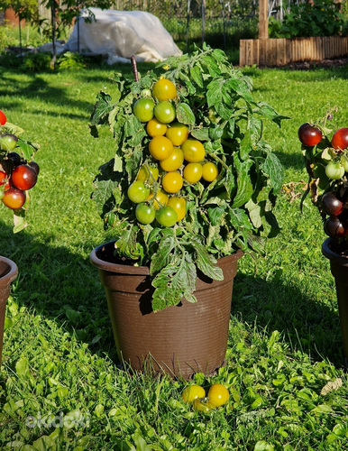 Карликовая горшечная рассада томатов, для выращивания на под (фото #4)