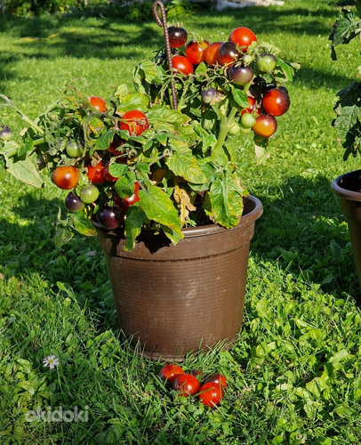 Карликовая горшечная рассада томатов, для выращивания на подоконнике, террасе (фото #5)