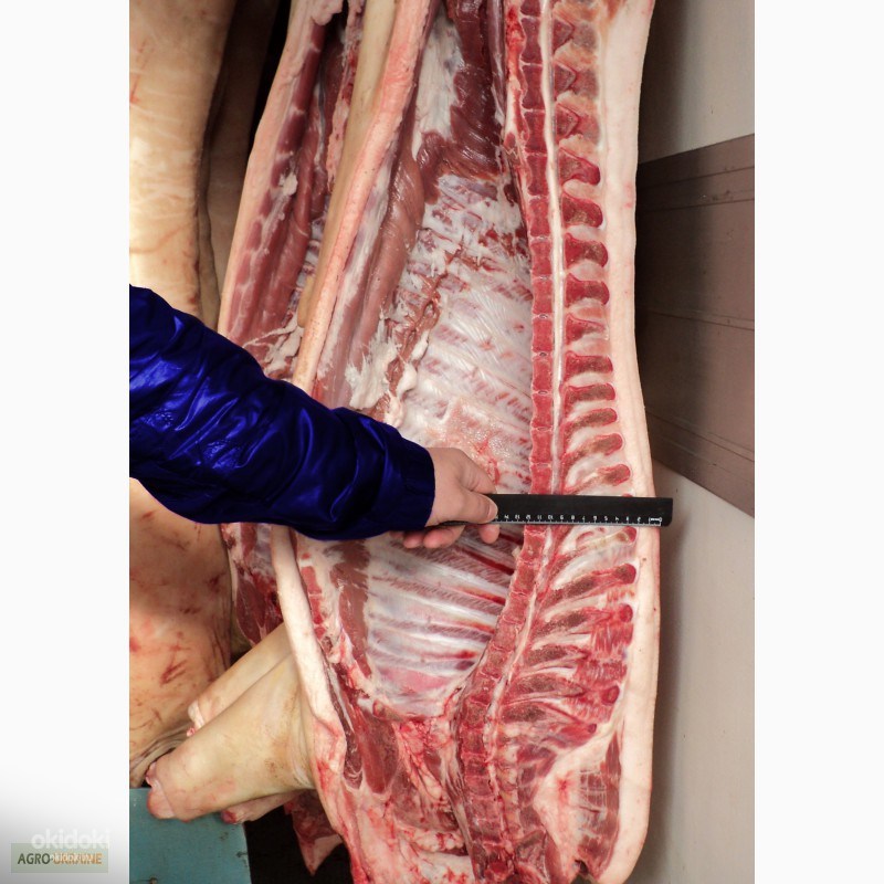 Мясо свинины оптом (фото #1)