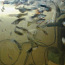 Рыбки Гуппи(70к),Сомики Анцитрусы чёрные и золотые (фото #2)