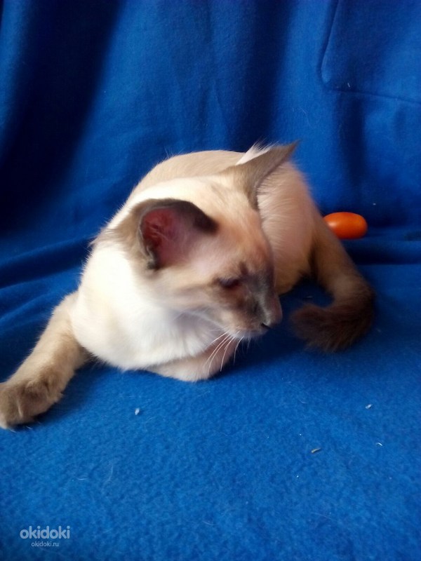 Балинезийский котёнок (фото #3)