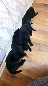 Продам щенят (1 фото из 3)