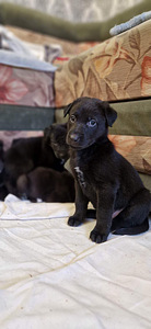 Продам щенят (5 фото из 10)
