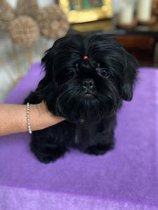 Shih tzu Мальчик Ши тцу (1 фото из 1)