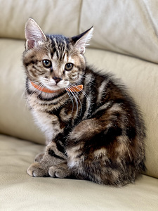 Kurili bobtail KBS (5 foto / 9)