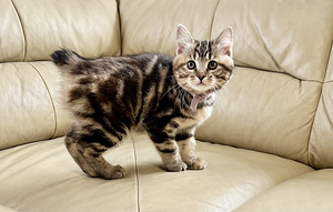 Kurili bobtail KBS (6 foto / 9)