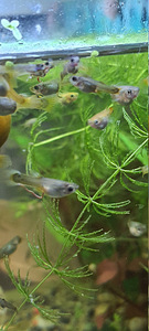 Guppy