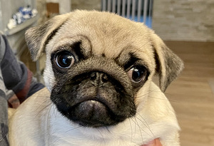 Mops. Mopsi kutsikas. (2 foto / 3)