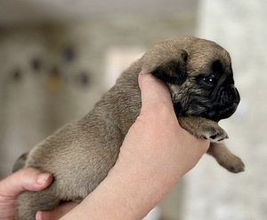 Mops, Mopsi kutsikad (2 foto / 4)