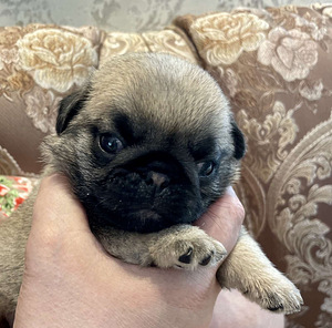 Mops, Mopsi kutsikad (3 foto / 4)
