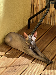 Doni Sphynx (3 foto / 7)
