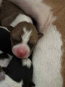 Basendži kucēni (8 foto no 8)