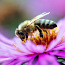 Пчелосемьи, пчелопакеты, продукты пчеловодства (фото #2)