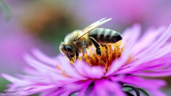 Бджолосім’ї, бджолопакети, продукти бджільництва (фото #2)