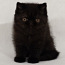 Американские экзотические короткошерстные котята - экзоты (фото #1)