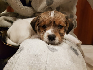Jack russelli terjeri kutsikad Jacks Fullofjoy (5 foto / 7)