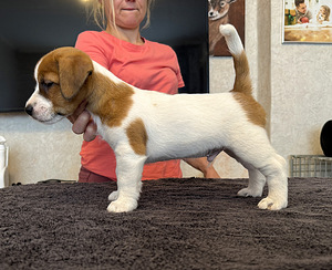 Jack russelli terjeri kutsikad Jacks Fullofjoy (6 foto / 8)