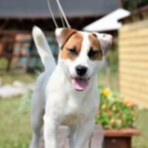 Jack russelli terjeri kutsikad Jacks Fullofjoy (8 foto / 8)