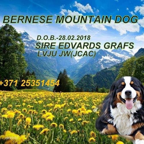 Bernese zennenhund (фото #3)