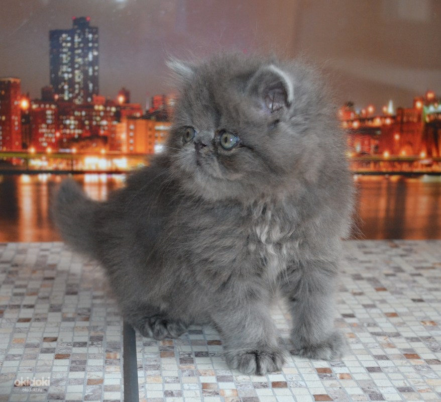 Купить кошку в ижевске. Персидские котята. Персидские котята голубого окраса. Персидский кот голубого окраса. Голубые персы котята.