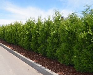 Thuja Occidentalis 'Brabant' 140-160 cm [12kg/ pott] (3 foto / 4)