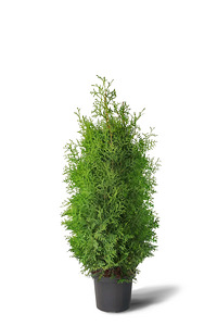 Thuja Occidentalis 'Brabant' 160-180 cm [17kg/ pott] (1 foto / 4)