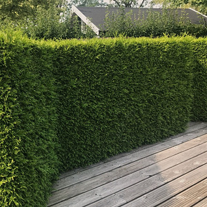 Thuja Occidentalis 'Brabant' 225-250 cm [48kg/ pott] (5 foto / 5)