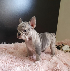 Prantsuse Buldogi kutsikad Blue Merle (4 foto / 5)