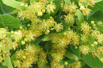 Цвет липы (липовый цвет, цветки липы) 50 грамм