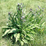 Чернокорень (трава) 50 грамм (фото #1)