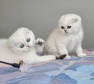 Scottish Fold kassipojad (1 foto / 6)