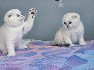 Scottish Fold kassipojad (2 foto / 6)