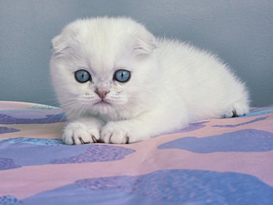 Scottish Fold kassipojad (3 foto / 6)