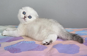 Scottish Fold kassipojad (6 foto / 6)