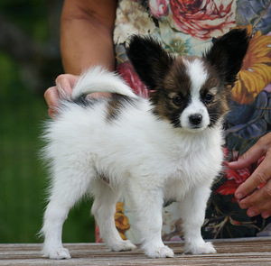 Papillon (1 foto / 1)