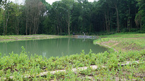 Очистка водоемов, озер от заиления