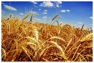 Семена твёрдой яровой пшеницы