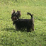 Yorkshirenterrier (valokuva #1)