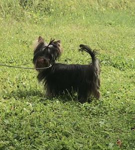 Yorkshirenterrier