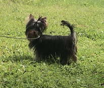 Yorkshirenterrier