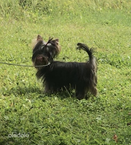 Yorkshirenterrier (valokuva #1)