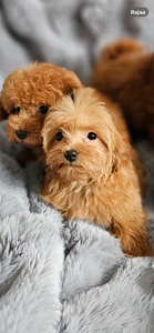 Maltipoo