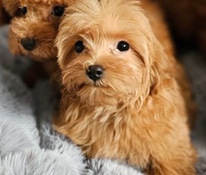 Maltipoo