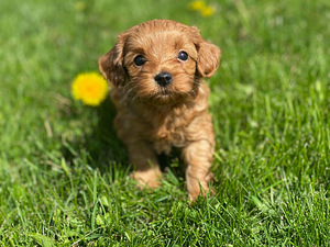 Maltipoo F1 (2 valokuva sivusta 3)