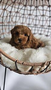 Maltipoo F1