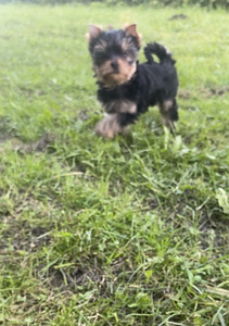Yorkshirenterrier (2 valokuva sivusta 2)