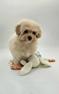 Maltipoo (2 valokuva sivusta 3)