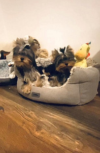 Yorkshirenterrier (1 valokuva sivusta 2)