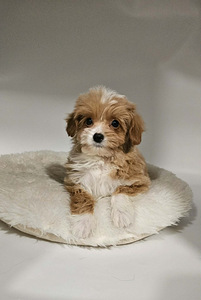 Maltipoo (1 valokuva sivusta 2)